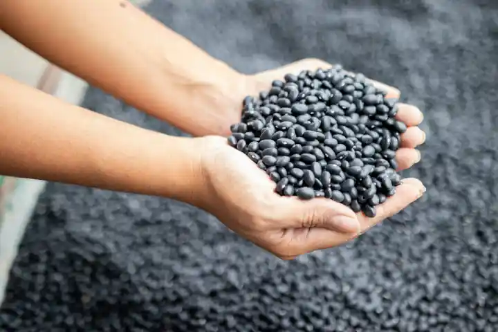 Principais Máquinas Agrícolas no Cultivo do Café e do Feijão